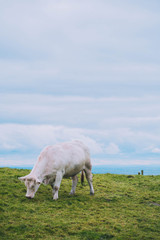 Fototapeta premium Grupo de vacas en un campo cercano a los acantilados de Moher en Irlanda.