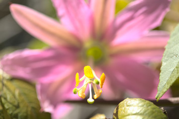Banana passionfruit flower natural macro background