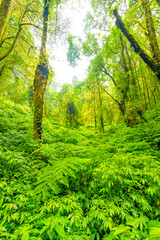 Doi Inthanon nature park, Thailand. Tropical rainforest with fresh green trees and plants. Shortly after rain, fog in the far. Tourist trail path near in jungle. Vibrant colors