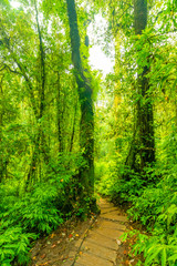 Wooden tourist path at Doi Inthanon national park, Thailand. Beautiful place in tropical rainforest with fresh green plants after rain with big humidity and fog in far. Chiang Mai province