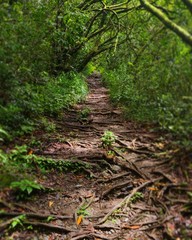 chemin de lumière 