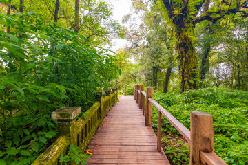 Wooden tourist path at Doi Inthanon national park, Thailand. Beautiful place in tropical rainforest with fresh green plants after rain with big humidity and fog in far. Chiang Mai province