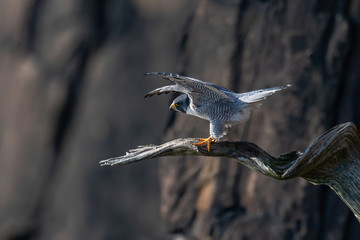 A female Peregrine Falcon landing on a perch on a cliff. a cliff.