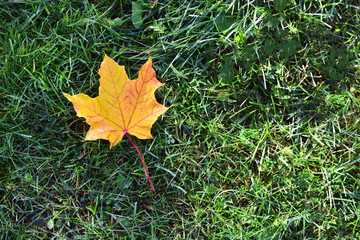 Fallen maple leaf, lying on the grass in the autumn park