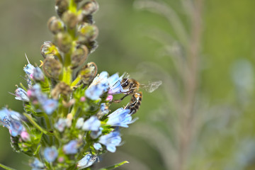 Flora of Gran Canaria - Echium callithyrsum, blue bugloss of Gran Canaria, endemic to the island and found mostly in Tenteniguada area, background