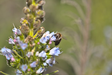 Flora of Gran Canaria - Echium callithyrsum, blue bugloss of Gran Canaria, endemic to the island and found mostly in Tenteniguada area, background