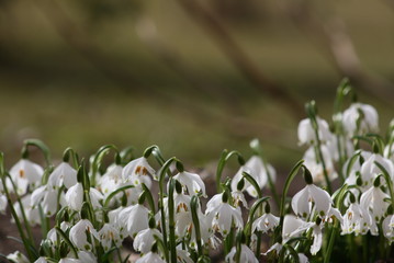 Snowdrop flowers