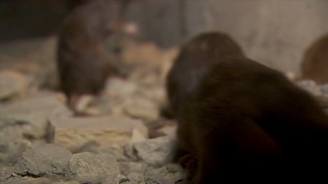 Wild Rats