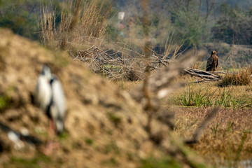 steppe eagle perched on dead tree trunk eyeing on grey heron to kill at keoladeo national park or bharatpur bird sanctuary, india - aquila nipalensis