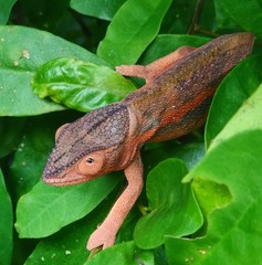 cam&eacute;l&eacute;on ile de la reunion