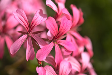 Pink geranium floral natural background