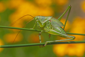 close up of grasshopper sitting on two stems