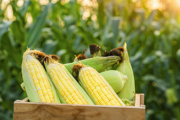  Organic corn in agriculture farm.