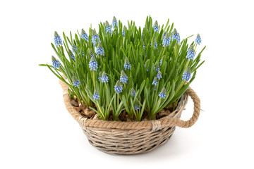 Traubenhyazinthen (Muscari)