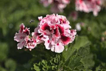 Pink geranium floral natural background