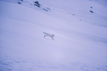 closeup wildlife white polar fox winter in the Arctic Svalbard on a sunny day