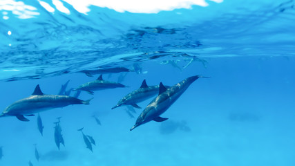 Family, a herd of dolphins on the high seas next to an anchored yacht © riakhinantonUkraine