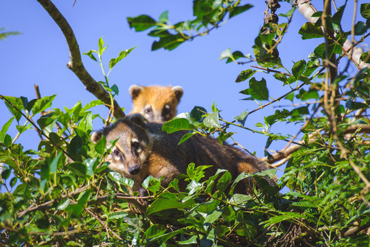 Coaties en la punta de un arbol
