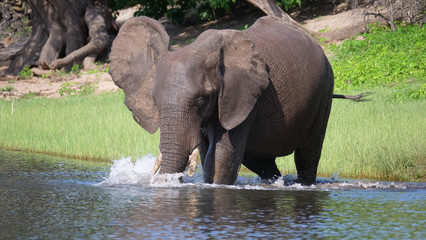 Fototapeta premium Słoń wchodzi do jeziora