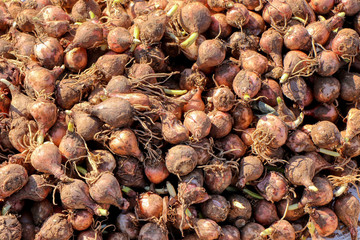 Bulbs of leopoldia comosum for sale in a greengrocer