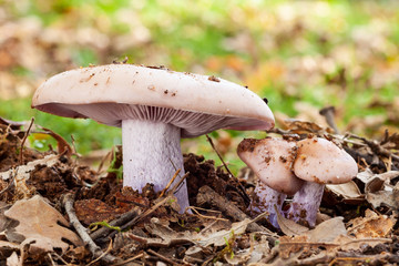 Lepista nuda, Clitocybe nuda. Several specimens of different sizes growing under an old oak.