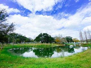 a dried pond	and tree in winter