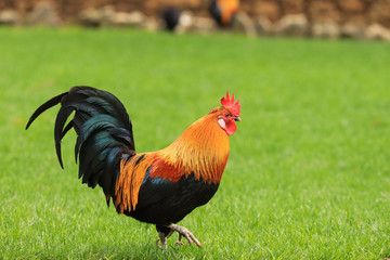 Beautiful Rooster standing on the grass