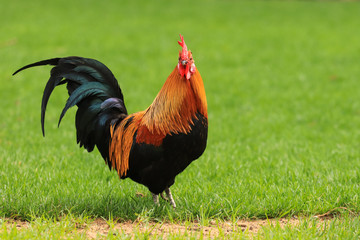 Beautiful Rooster standing on the grass