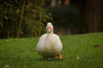 A white duck on the green grass field