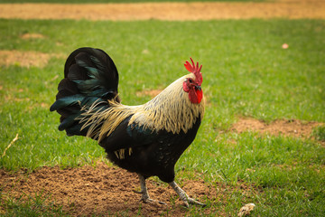 Beautiful Rooster standing on the grass