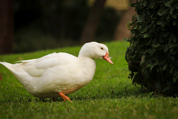 A white duck on the green grass field