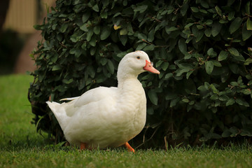 A white duck on the green grass field