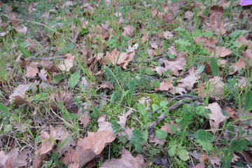 Campo con foglie secche