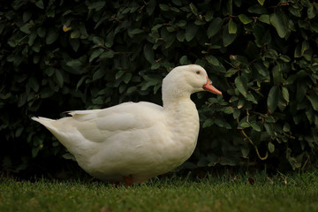 A white duck on the green grass field