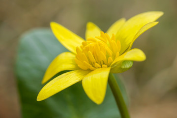 Ficaria verna, Ranunculus ficaria L., or lesser celandine, pilewort, fig buttercup, low-growing hairless perennial flowering plant in the buttercup family Ranunculaceae, Europe. Heart-shaped leaf