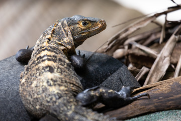 Fototapeta premium Asian water monitor