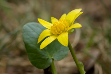 Ficaria verna, Ranunculus ficaria L., or lesser celandine, pilewort, fig buttercup, low-growing hairless perennial flowering plant in the buttercup family Ranunculaceae, Europe. Heart-shaped leaf