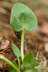Ficaria verna, Ranunculus ficaria L., or lesser celandine, pilewort, fig buttercup, low-growing hairless perennial flowering plant in the buttercup family Ranunculaceae, Europe. Heart-shaped leaf