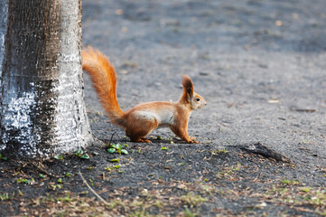 Squirrel in the park