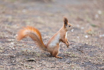 Squirrel in the park