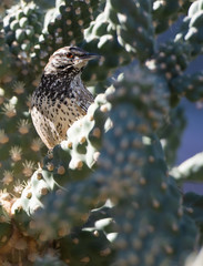 Cactus Wren