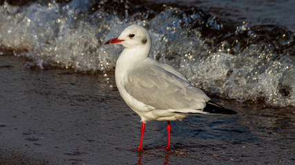 Möwe
