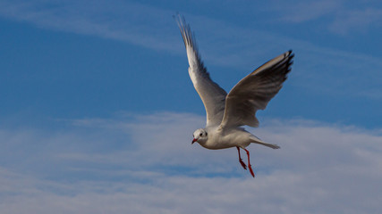 Möwe