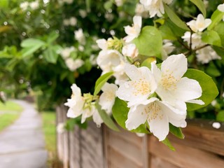SPRING FLOWER IN WHITE