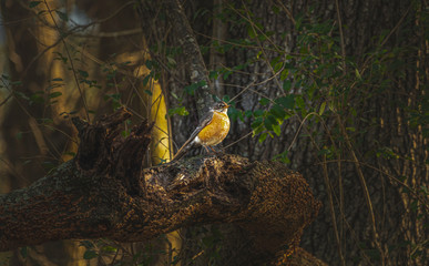 new year early spring robin