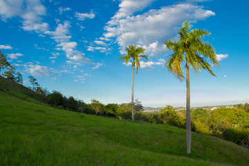 Fototapeta na wymiar tall royal palm trees (roystonea regia) in light green grassy hills and vivid blue sky with scattered high level clouds