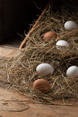 chicken eggs in the hay