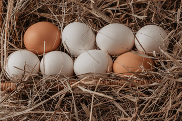 chicken eggs lie in a row in the hay