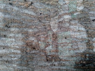 Close up wooden natural texture background. Old wood texture for add text, quotes or work design for backdrop product.