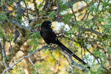 Vogel